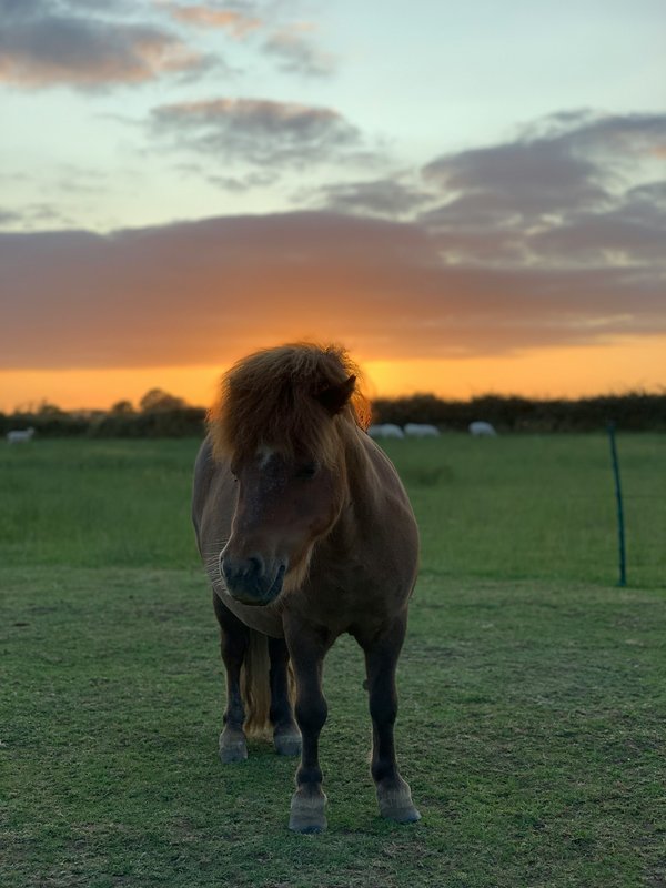 How do you prevent and treat saddle sores in Shetland ponies?