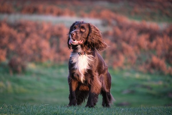 How do you train a Clumber Spaniel to perform in tracking competitions?